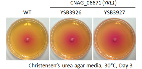 Urease phenotype for CNAG_06671T0