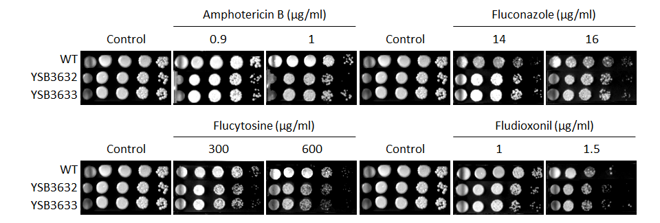 Antifungal drug susceptibility for CNAG_06697T0