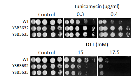 ER stress phenotype for CNAG_06697T0
