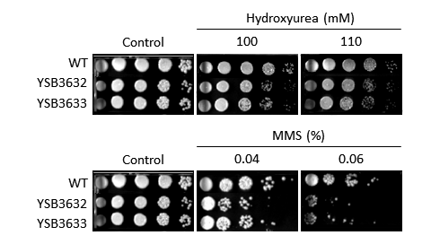 Genotoxic stress phenotype for CNAG_06697T0