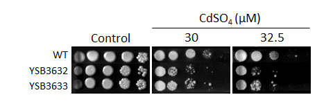 Heavy metal stress phenotype for CNAG_06697T0