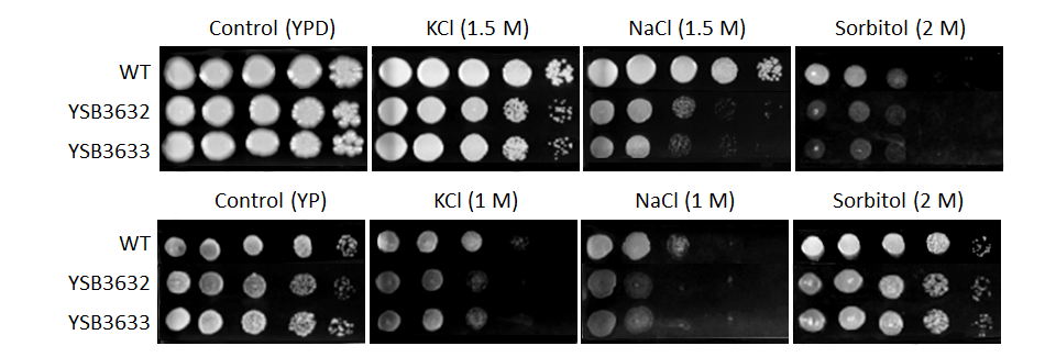 Osmotic stress phenotype for CNAG_06697T0