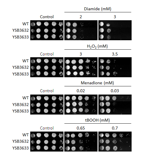 Oxidative stress phenotype for CNAG_06697T0