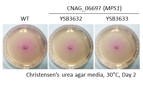 Urease phenotype for CNAG_06697T0