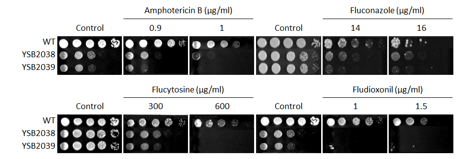 Antifungal drug susceptibility for CNAG_06730T0