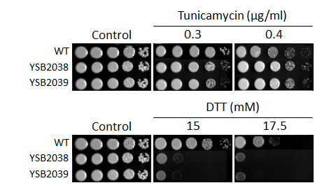 ER stress phenotype for CNAG_06730T0