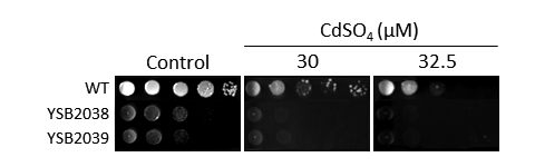Heavy metal stress phenotype for CNAG_06730T0