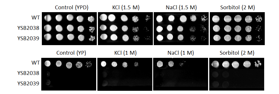 Osmotic stress phenotype for CNAG_06730T0