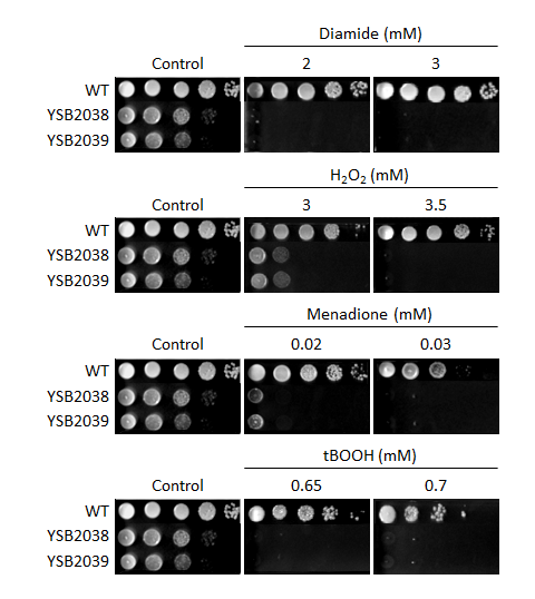 Oxidative stress phenotype for CNAG_06730T0