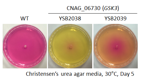 Urease phenotype for CNAG_06730T0