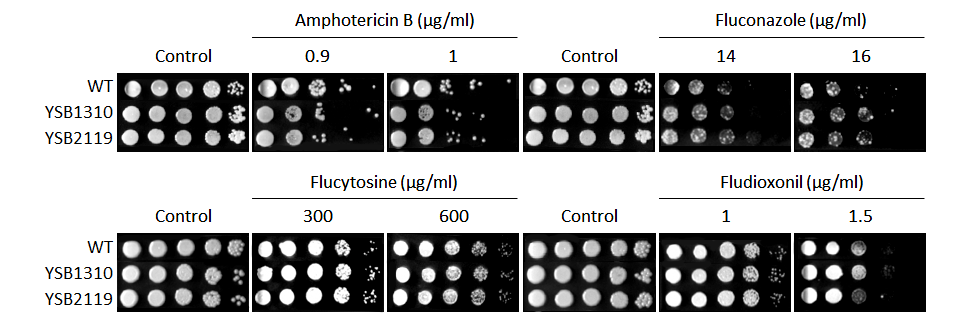 Antifungal drug susceptibility for CNAG_06809T0