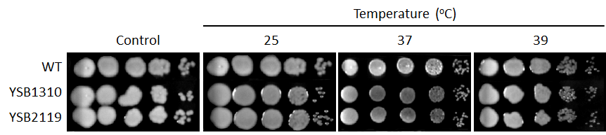 Growth phenotype for CNAG_06809T0