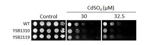 Heavy metal stress phenotype for CNAG_06809T0