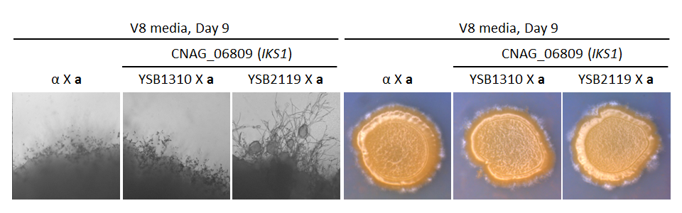 Growth phenotype for CNAG_06809T0