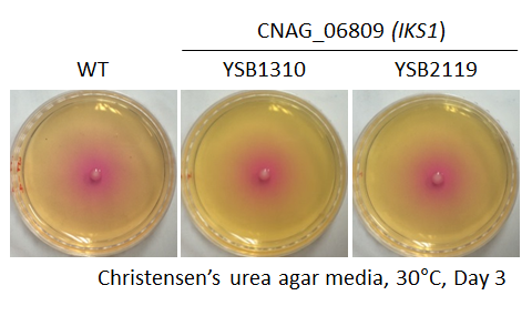 Urease phenotype for CNAG_06809T0