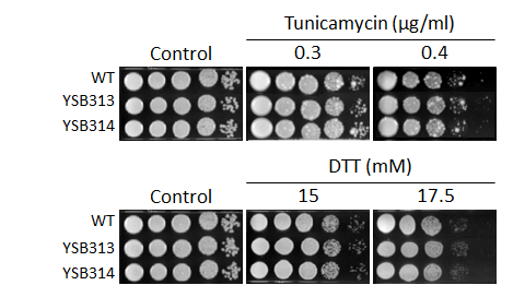 ER stress phenotype for CNAG_06980T0