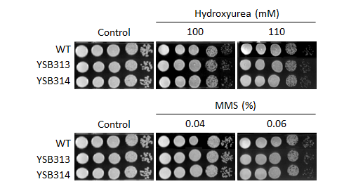 Genotoxic stress phenotype for CNAG_06980T0
