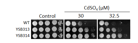Heavy metal stress phenotype for CNAG_06980T0