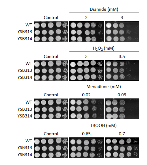 Oxidative stress phenotype for CNAG_06980T0