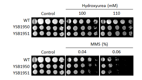Genotoxic stress phenotype for CNAG_07359T0