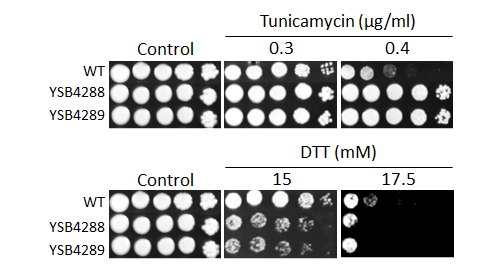ER stress phenotype for CNAG_07372T0