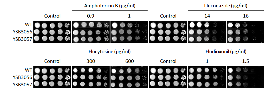 Antifungal drug susceptibility for CNAG_07580T0