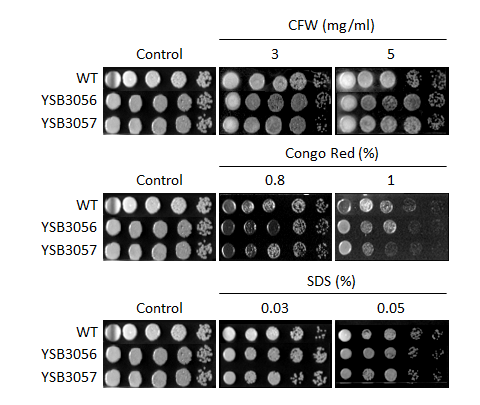 Cell wall stress phenotype for CNAG_07580T0