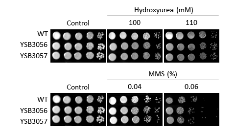 Genotoxic stress phenotype for CNAG_07580T0
