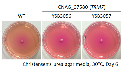 Urease phenotype for CNAG_07580T0