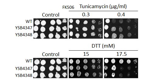 ER stress phenotype for CNAG_07667T0