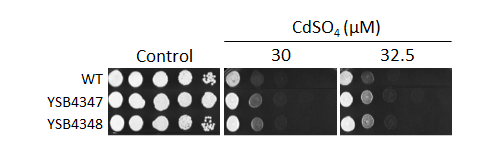Heavy metal stress phenotype for CNAG_07667T0