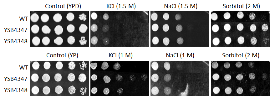Osmotic stress phenotype for CNAG_07667T0