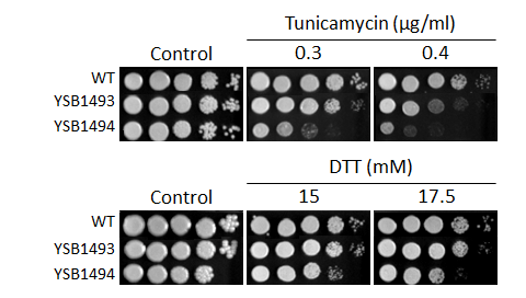 ER stress phenotype for CNAG_07744T0