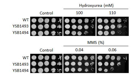 Genotoxic stress phenotype for CNAG_07744T0