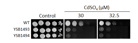 Heavy metal stress phenotype for CNAG_07744T0