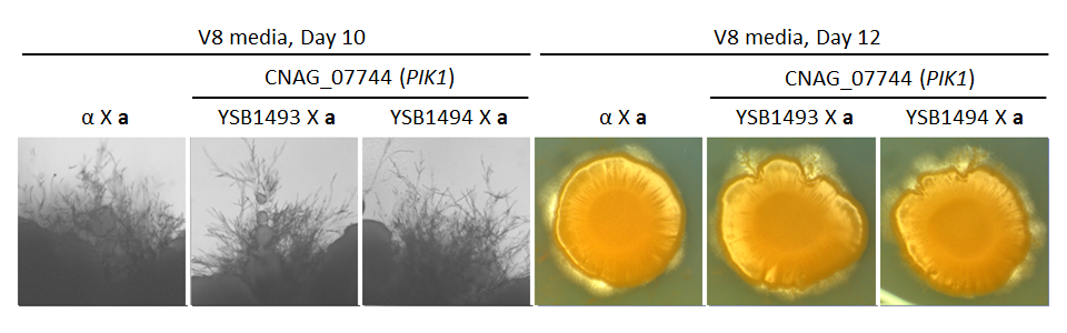 Growth phenotype for CNAG_07744T0