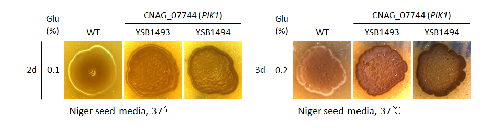 Melanin phenotype for CNAG_07744T0