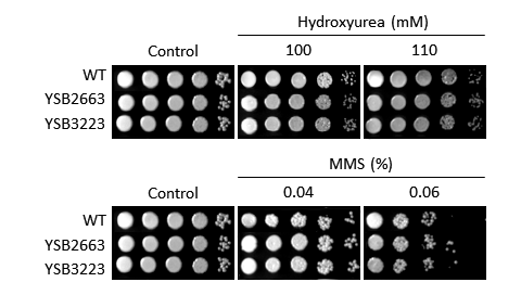 Genotoxic stress phenotype for CNAG_07779T0