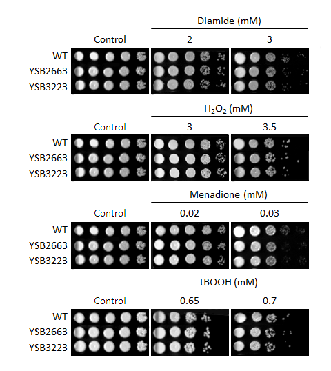 Oxidative stress phenotype for CNAG_07779T0
