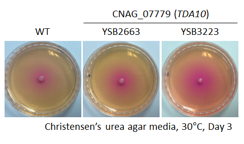 Urease phenotype for CNAG_07779T0