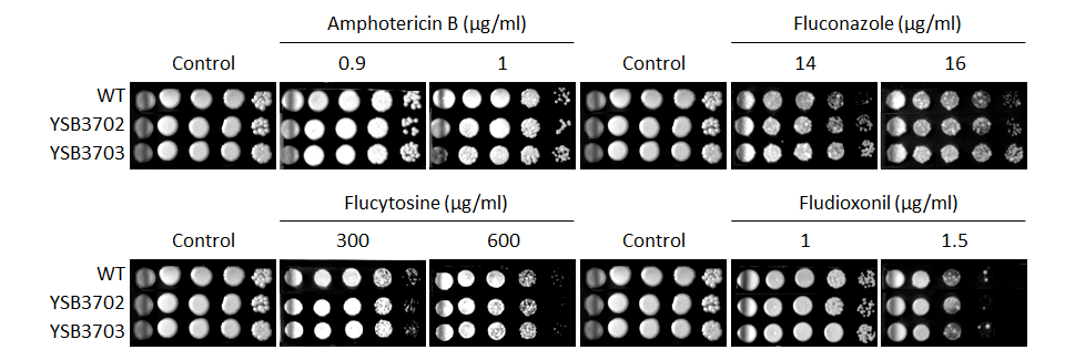 Antifungal drug susceptibility for CNAG_08022T1