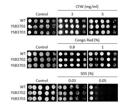 Cell wall stress phenotype for CNAG_08022T1