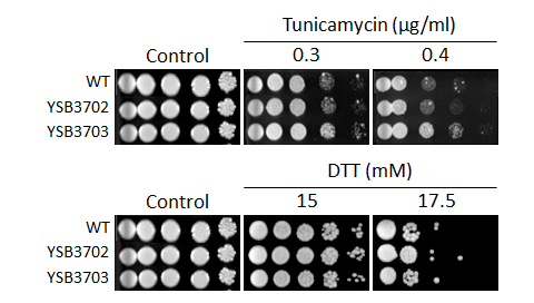 ER stress phenotype for CNAG_08022T1
