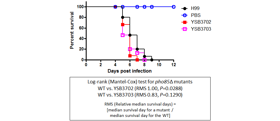 Galleria mellonella virulence data for CNAG_08022T1