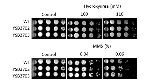 Genotoxic stress phenotype for CNAG_08022T1