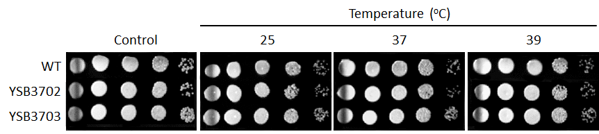 Growth phenotype for CNAG_08022T1