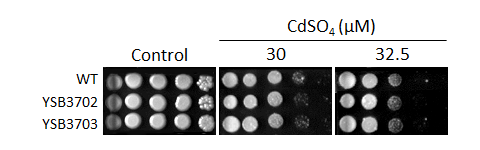 Heavy metal stress phenotype for CNAG_08022T1
