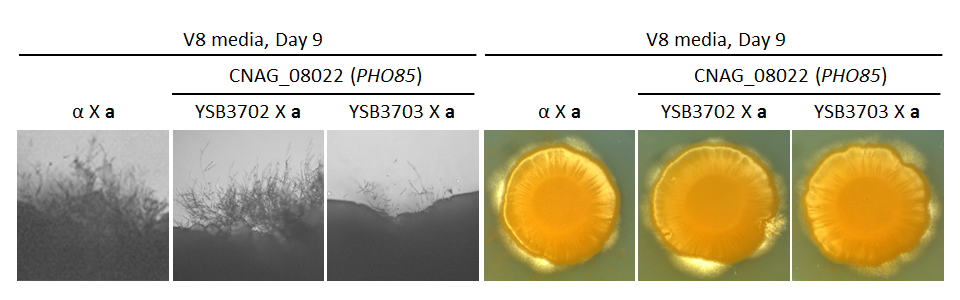 Growth phenotype for CNAG_08022T1