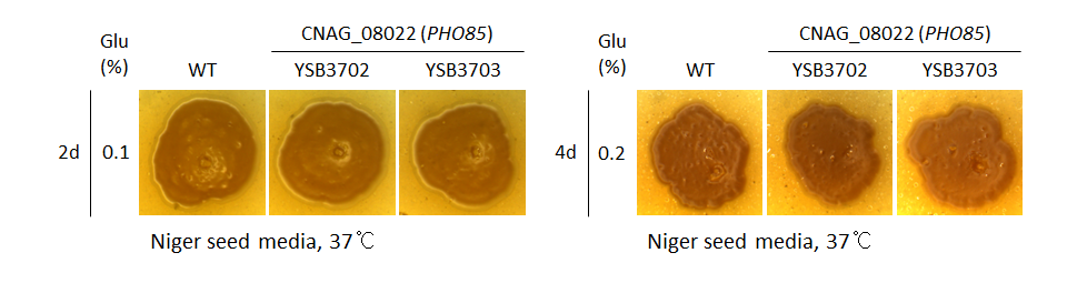 Melanin phenotype for CNAG_08022T1