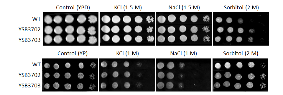 Osmotic stress phenotype for CNAG_08022T1